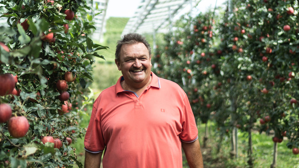 Nahaufname von Obstbauer Bernhard auf Apfelplantage, die mit Solarpaneelen überdacht ist.